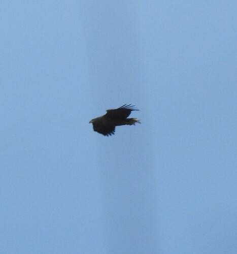 Haliaeetus albicilla observed 2026-10-29
