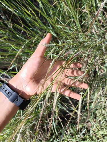 Heteropogon contortus observed 2026-10-29