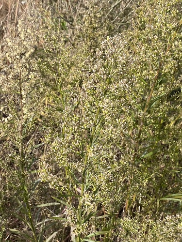 Erigeron canadensis observed 2026-10-28