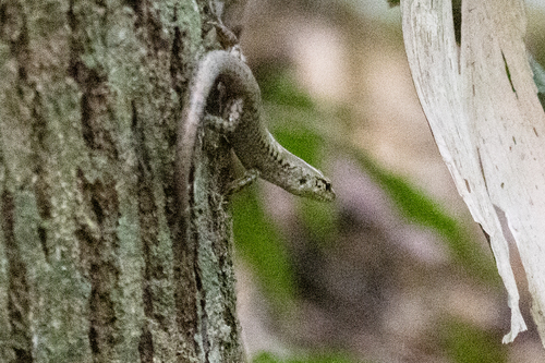 Sphenomorphus observed 2026-10-29