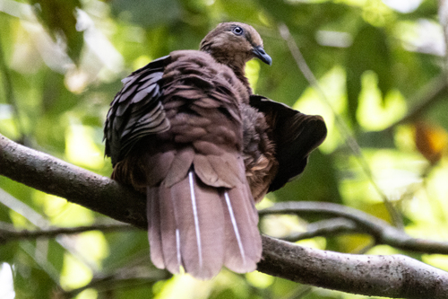 Phasianella observed 2026-10-29