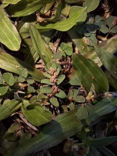 Euphorbia thymifolia observed 2026-10-29