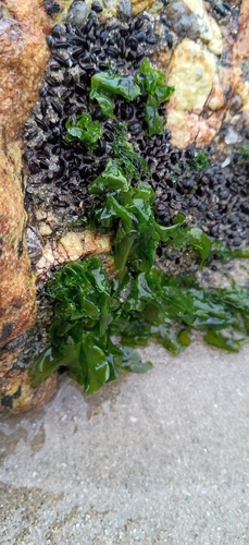 Ulva lactuca observed 2026-10-28