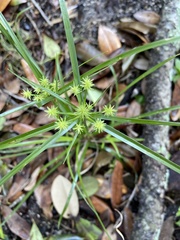 Media resource of Cyperus cyperoides