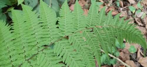 Macrothelypteris torresiana observed 2026-10-28