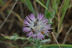 Oedemera simplex