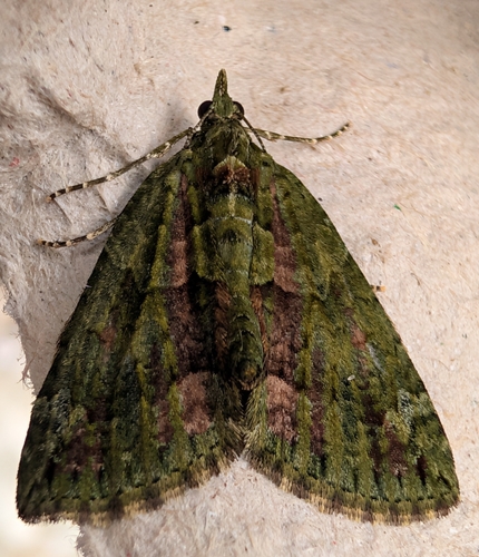 Cidaris cidaris observed 2026-10-29