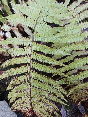 Dryopteris filix-mas observed 2026-10-29