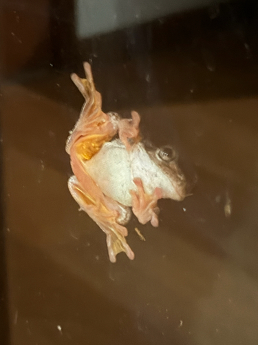 Litoria observed 2026-10-29