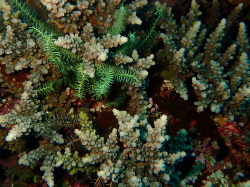 Acropora observed 2026-10-28