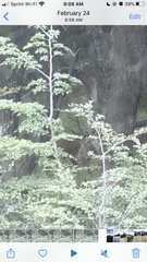 Hippocamelus bisulcus