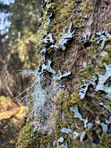Ramalina observed 2026-10-29