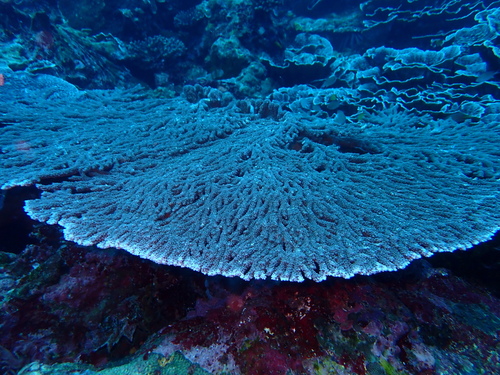 Acropora observed 2026-10-28
