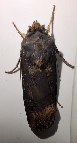 Agrotis ipsilon observed 2026-10-29