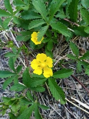 Potentilla reptans