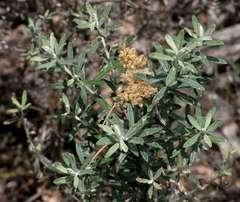 Ozothamnus argophyllus