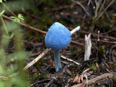 Entoloma virescens