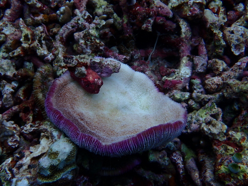 Fungia observed 2026-10-28