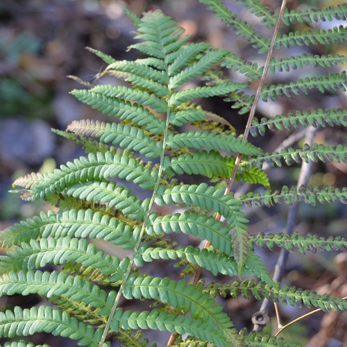 Dryopteris filix-mas observed 2026-10-29