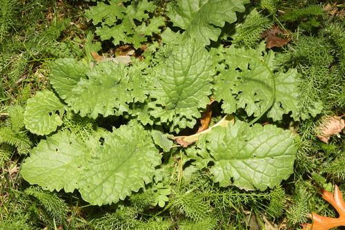 Jacobaea vulgaris observed 2026-10-28