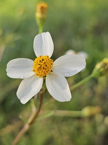 Bidens alba observed 2026-10-29