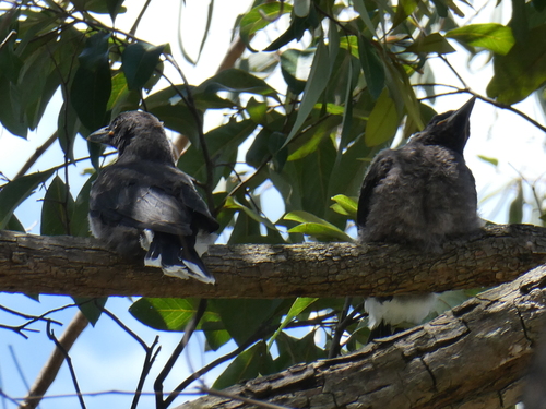 Pied Currawong