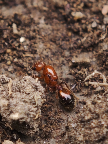Solenopsis geminata observed 2026-10-29