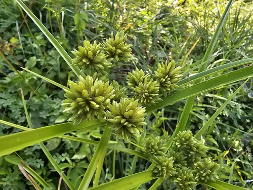 Cyperus observed 2026-10-29