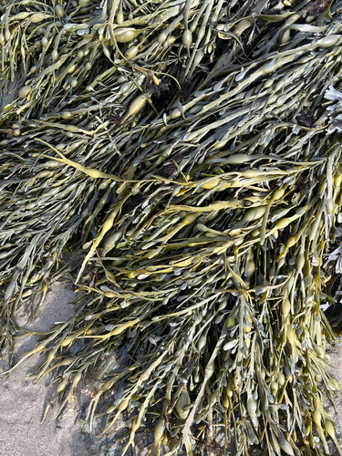 Ascophyllum nodosum observed 2026-10-28
