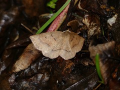 Metarranthis duaria
