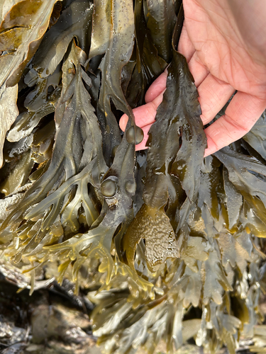 Fucus vesiculosus observed 2026-10-28