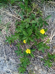 Potentilla reptans