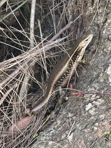 Sphenomorphus observed 2026-10-29