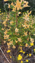 Diplacus × australis