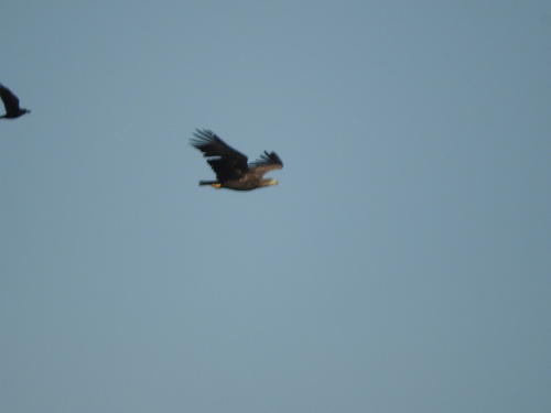 Haliaeetus albicilla observed 2026-10-29