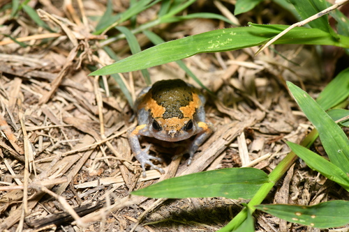 Kaloula pulchra observed 2026-10-28
