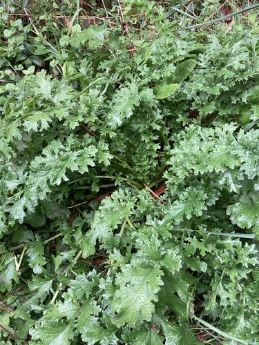Jacobaea vulgaris observed 2026-10-29