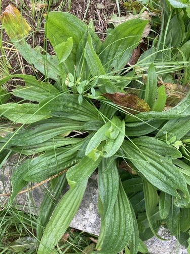 Plantago lanceolata observed 2026-10-29