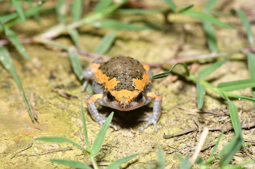 Kaloula pulchra observed 2026-10-28