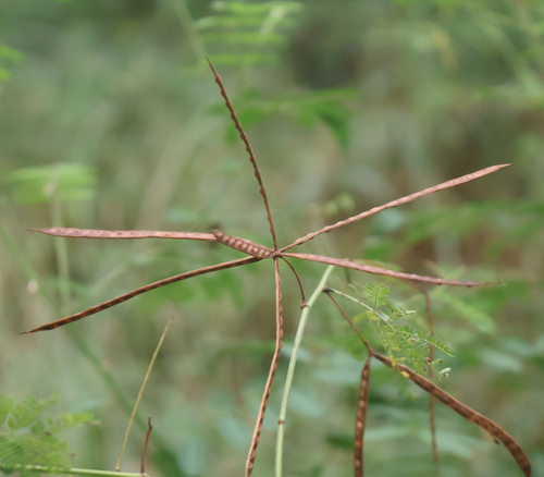 Desmanthus virgatus observed 2026-10-28
