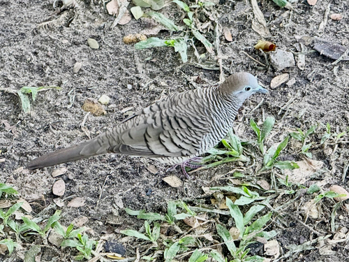 Geopelia striata observed 2026-10-29