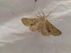 Dyscia conspersaria