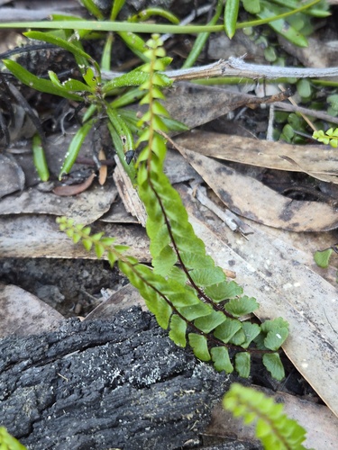 Lindsaea observed 2026-10-28