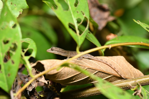 Hemidactylus frenatus observed 2026-10-28