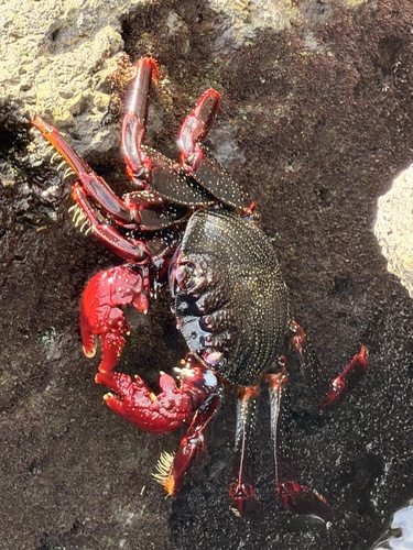Grapsus grapsus observed 2026-10-28