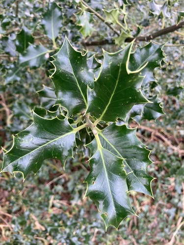 Ilex observed 2026-10-29