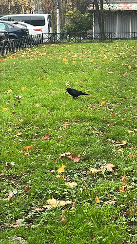 Corvus observed 2026-10-29