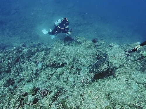 Chelonia mydas observed 2026-10-29