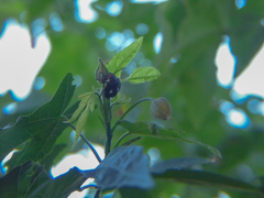 Chinavia erythrocnemis