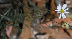 Brachyscome aculeata